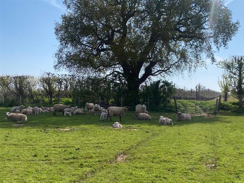 Fields near Teynham, Kent
